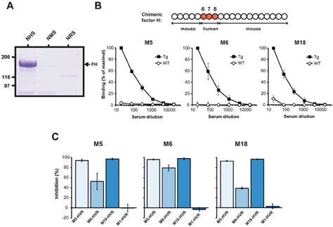 Fh Binding M Proteins Show Species Specificity And Bind To The Same