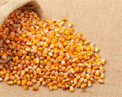 Animal Feed Supplement At ₹ 545kg फ़ीड अनुपूरक In Wayanad Id
