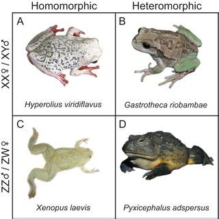 PDF The Sex Chromosomes Of Frogs Variability And Tolerance Offer Clues To Genome Evolution