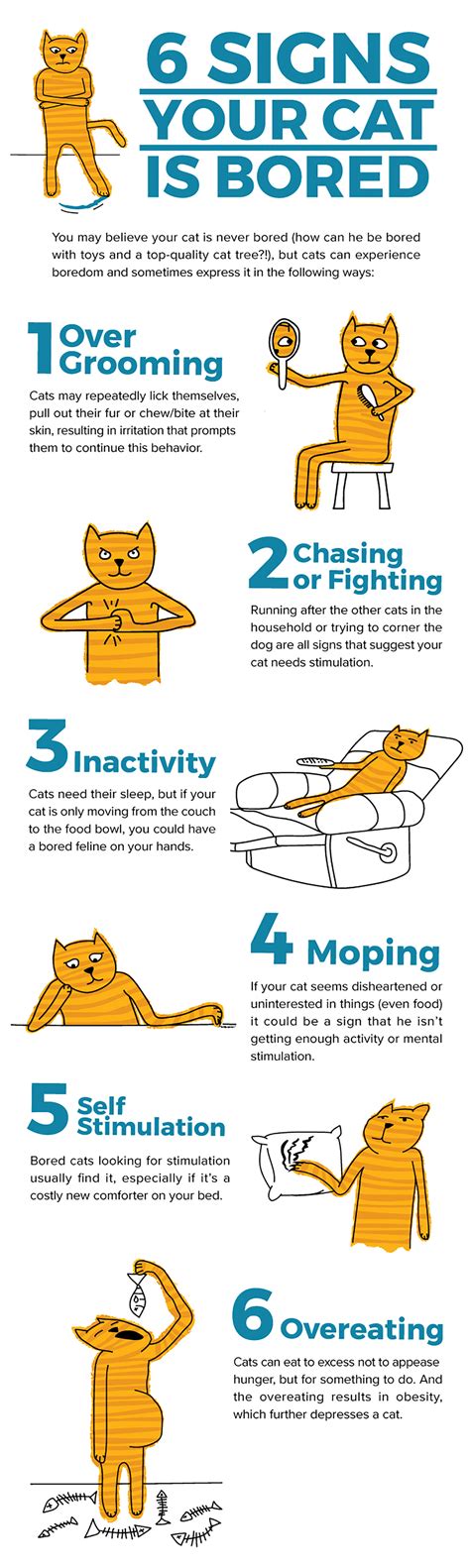 56 HQ Pictures Signs Of A Happy Cat : Is My Cat Happy Signs And Care