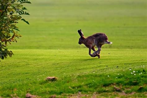 Hare Coursing - Lincolnshire Magazine - LincsMag.com