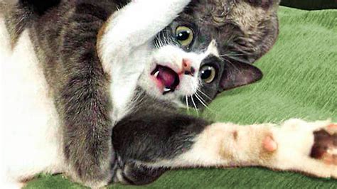 funniest cats  dogs awesome funny animals life youtube