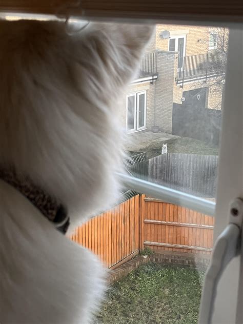 They've finally noticed each other : r/aww