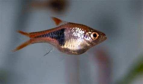 Fish For Freshwater Tanks Most Popular Fish For Your Aquarium