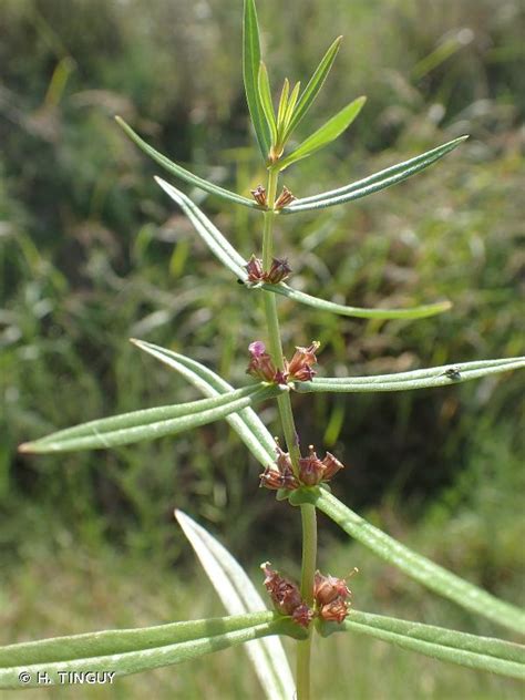 Ammannia Coccinea
