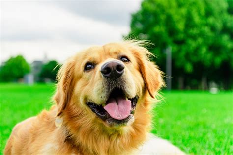 Early Spay And Neuter For Puppies And Kittens Benefits And