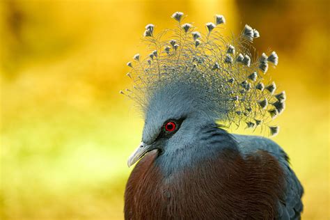 Tapety Dzi B Fauna Ptak Cie Nia Dzikiej Przyrody Fotografia