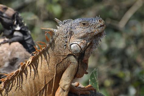 Large Green Iguana Sunning On A Rock Stock Image Image Of Herbivore