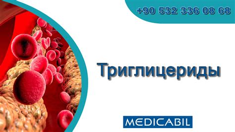 Blog | Триглицериды