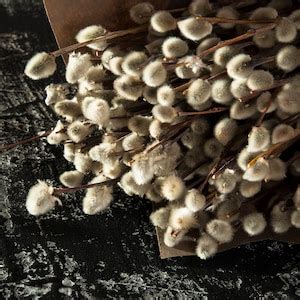 Dried Pussywillow Branches 911 Pussy Willow Etsy