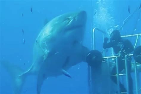 Deep Blue is the largest great white shark ever caught on camera