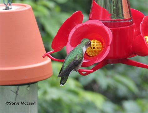 Steves Bird Of The Day 59 Steve`s Country