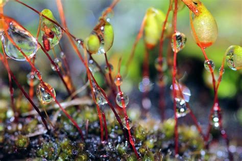 Petrichor The Smell Of Rain Gardensall