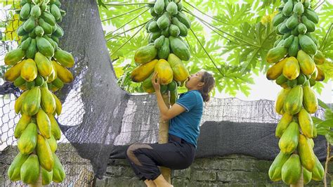 Harvest Papaya Garden With Wrong Fruit From Root To Top Goes To The