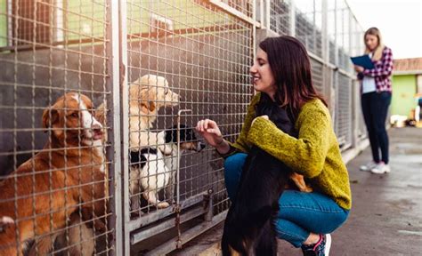 Haustiere aus dem Tierheim adoptieren Darauf müssen Tierfreunde achten