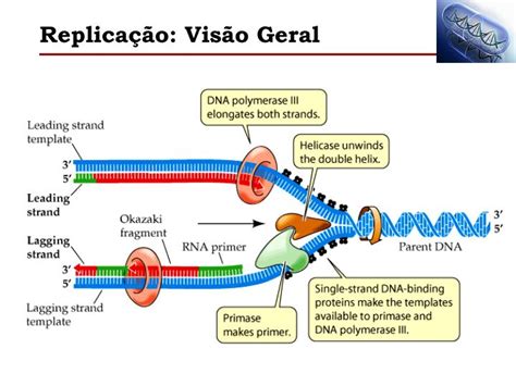 PPT Replicação do DNA Transposons PowerPoint Presentation ID 4535059