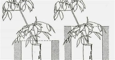 Gambar Lukisan Pokok Getah Pembuat Arang Lukisan Hong Hsu