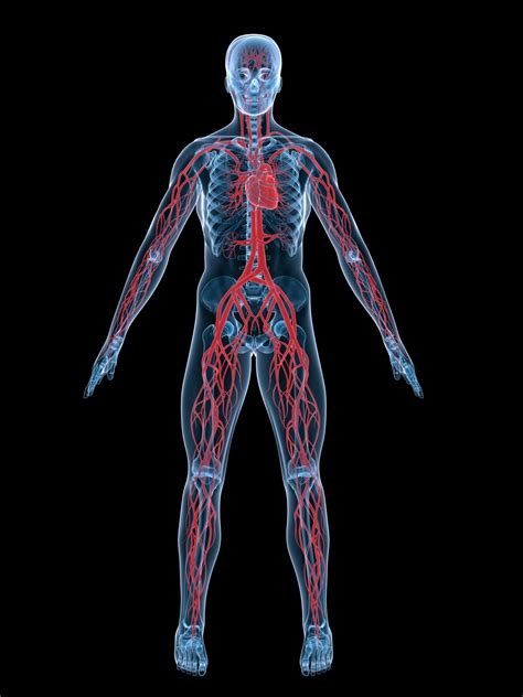 Human Circulatory System For Ks1 And Ks2 Children Heart Blood And