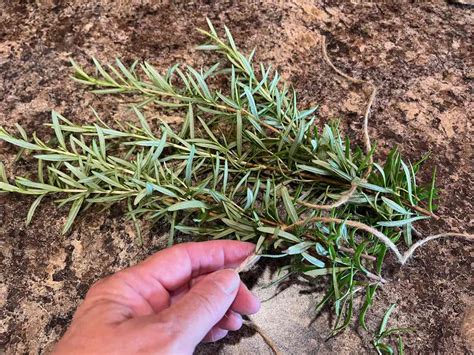 How To Grow Rosemary Simple Steps For Thriving Plants