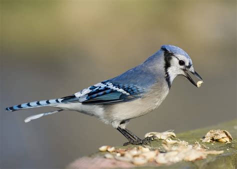 25 Birds In Texas Check Out Our Extensive Guide