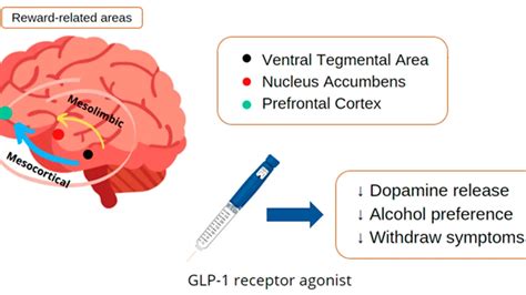 Exploring The Potential Of Glp Receptor Agonists In Treating Alcohol