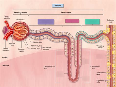 Renal Tubule