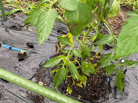 低温長雨日照不足ヤバい | マーチンの変野菜