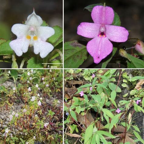 species   science botany    species  impatiens