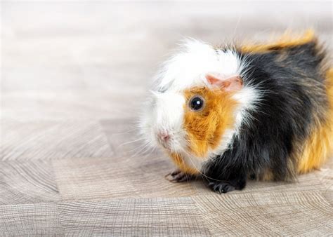 Морская свинка розеточная - 68 фото