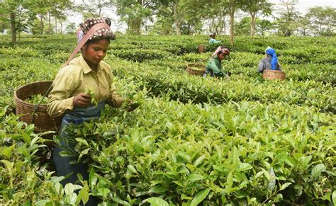 Reverse Migration An Opportunity For The Tea Estates In Assam And West Bengal