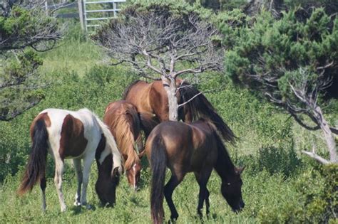 Wild Horses of Ocracoke Island | Ocracoke island, Ocracoke, Outer banks nc