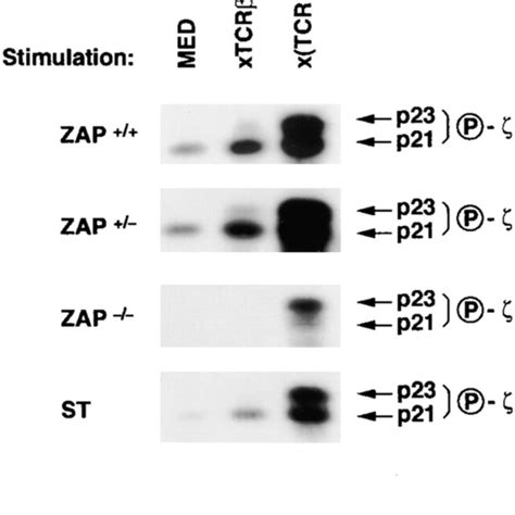 Tcr Induced Phosphorylation In Cultured Dp Thymocytes Dp Thymocytes