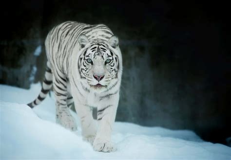 white tiger pictures wallpaperscom