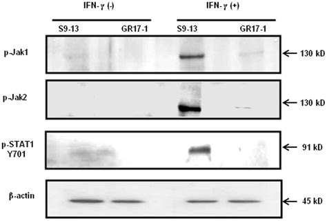 Western Blot Analysis Showing Low Level P Jak1 And P Jak 2 Expression