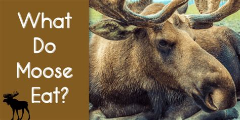 What Do Moose Eat? - ArcticLook