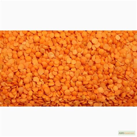 Продам красную чечевицу — Agro-Kazakhstan