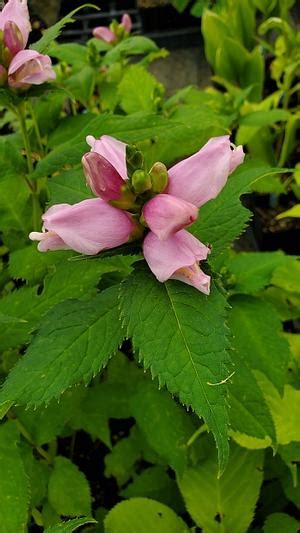 Chelone Lyonii Hot Lips Turtlehead From Quackin Grass Nursery