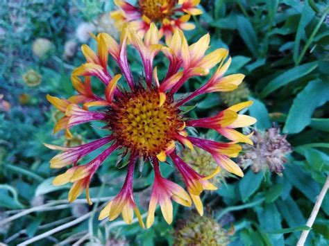 Nechar Photography Plants Garden Photography
