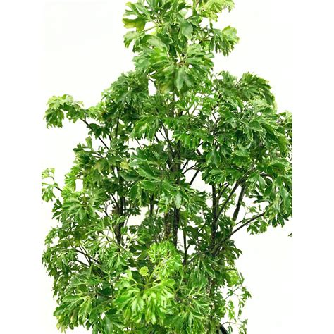 Ming Aralia — Las Selvas