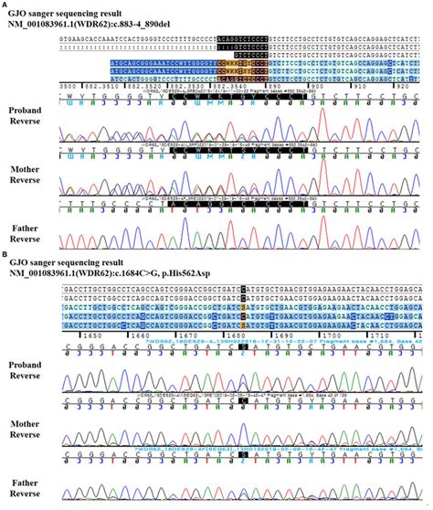 Reverse DNA sequence chromatography for the patient and her parents ...