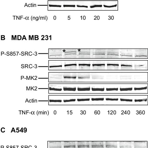 MK2 mediated phosphorylation of SRC 3 at S857 in response to TNF α is