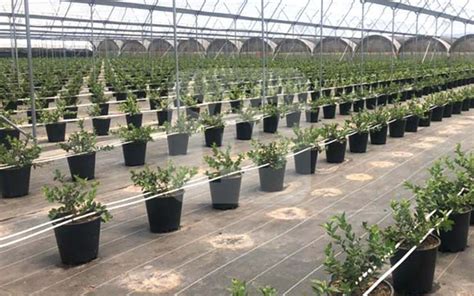 🍇top 10 Key Requirements For Growing Blueberries In Containers