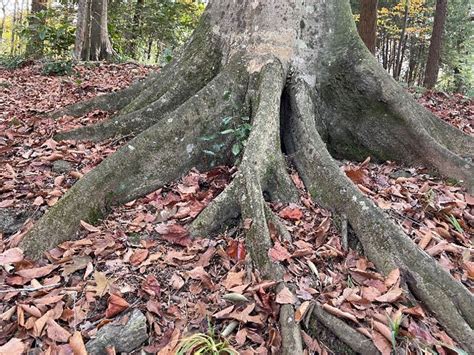 buttressed roots neil sperrys gardens