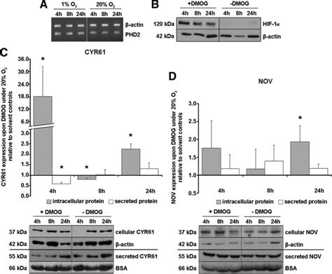 Cyr61 And Nov Expression Is Regulated By Stabilization Of The Hif 1