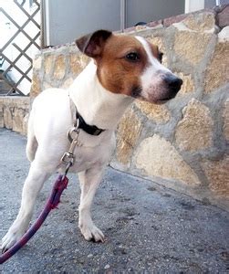 Bernie Jack Russell Ans Spa De Gennevilliers