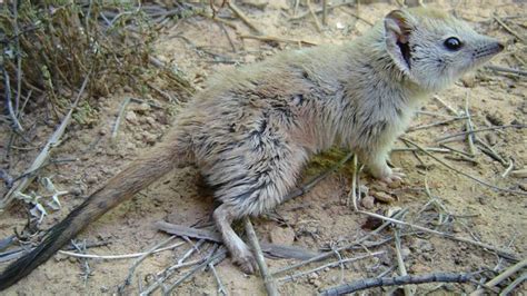 Island Conservation Re-discovery and Protection of the Crest-tailed ...