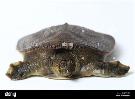 Common Softshell Turtle Or Asiatic Softshell Turtle Amyda Cartilaginea