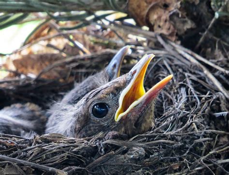 Bird Blackbird Nest Bird'S · Free photo on Pixabay