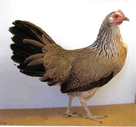 Phoenix chicken - Alchetron, The Free Social Encyclopedia