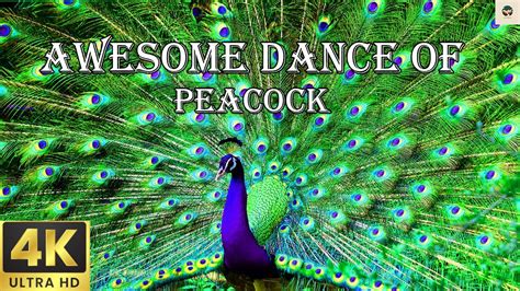 Awesome Dance Peacock Most Beautiful Peacocks Peacock Youtube